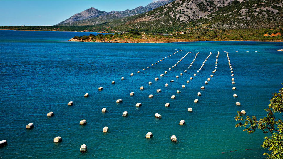 The Role of Regenerative Aquaculture in Protecting Our Oceans