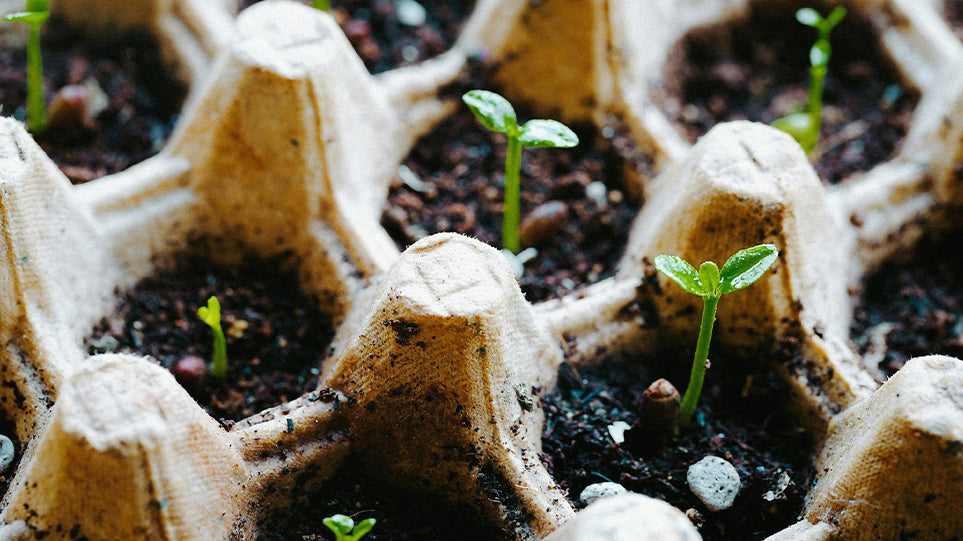 7 Reasons Compostable Materials Are the Future of Sustainable Living